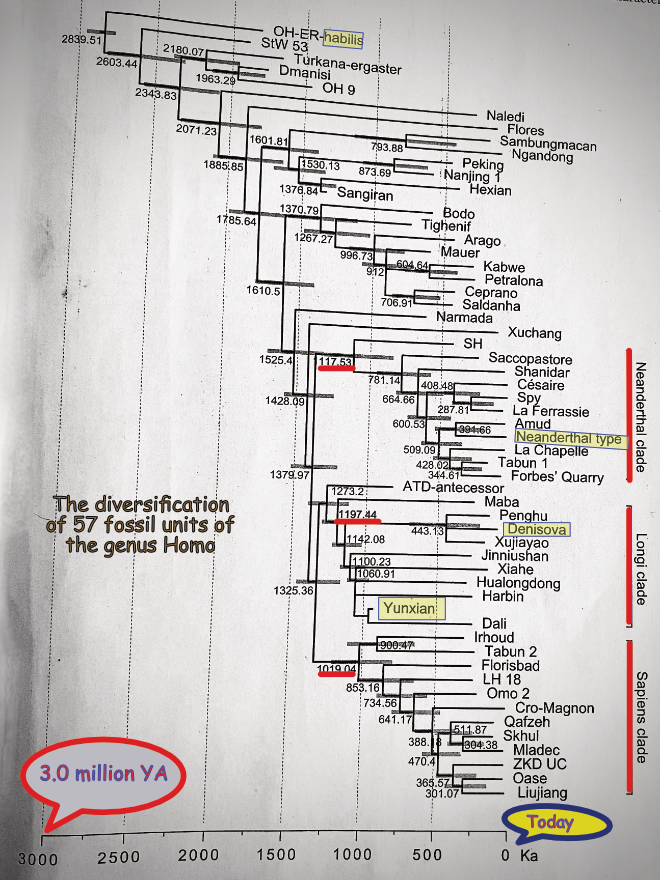 Clades for diversification of homo genus