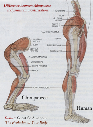 Human chimp musclulature evolution
