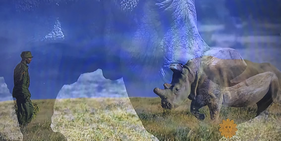 Last Male white rhino extinct.
