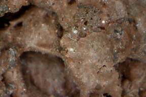 Lave 50x