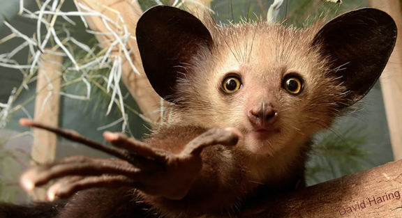 Aye Aye