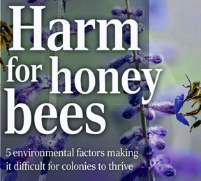 Harm for honey bees