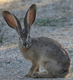 Jackrabbit