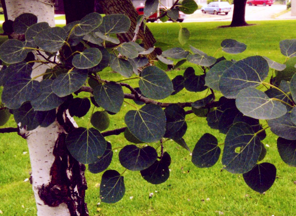 Birch tree