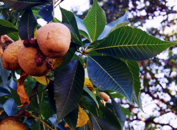 Buckeye seeds on tree
