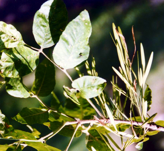 Green Ash seeds