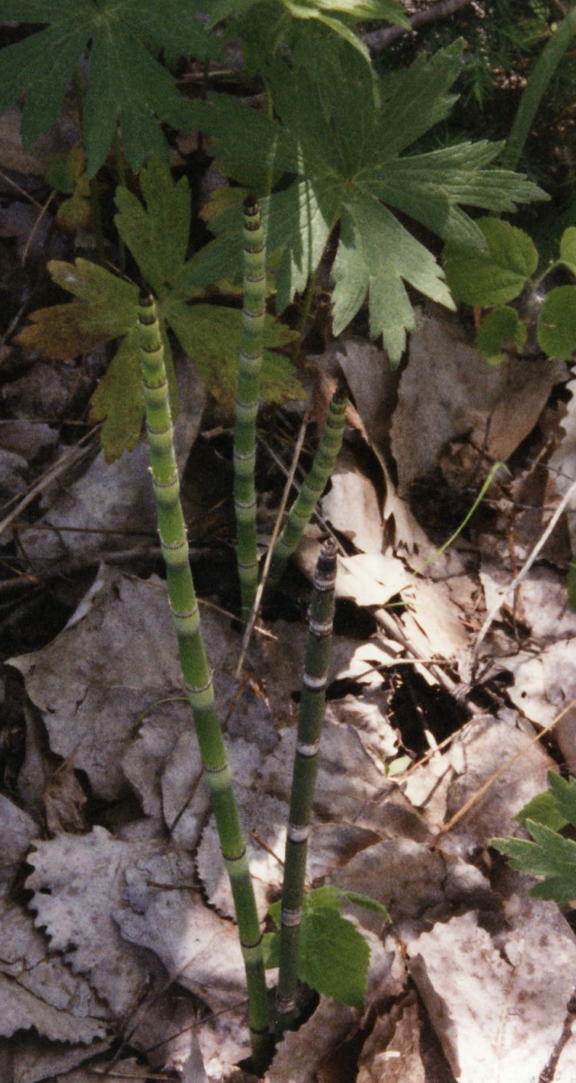 Horsetail