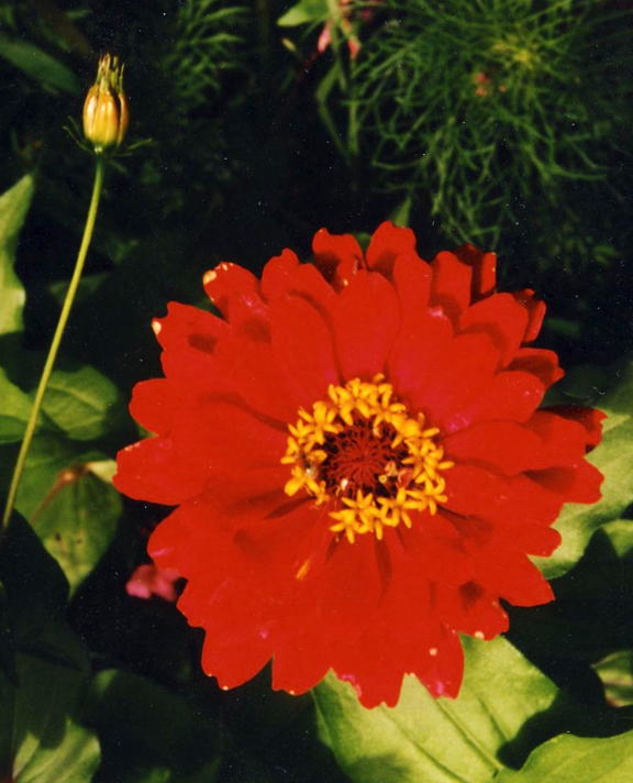 Red flower
