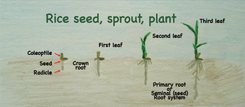 Rice seed, sprout, plant drawing