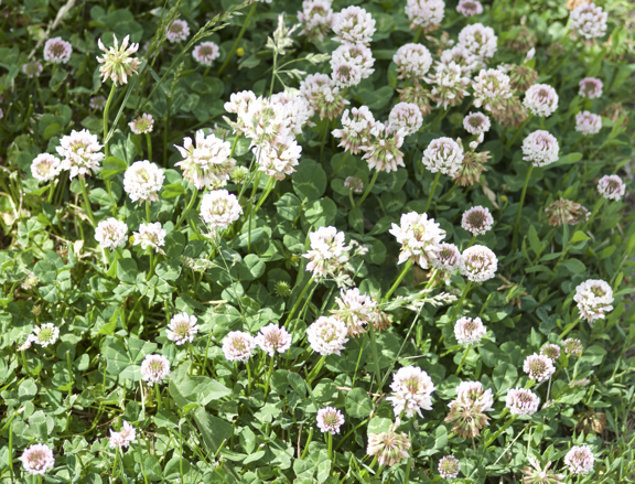 Clover in a yard