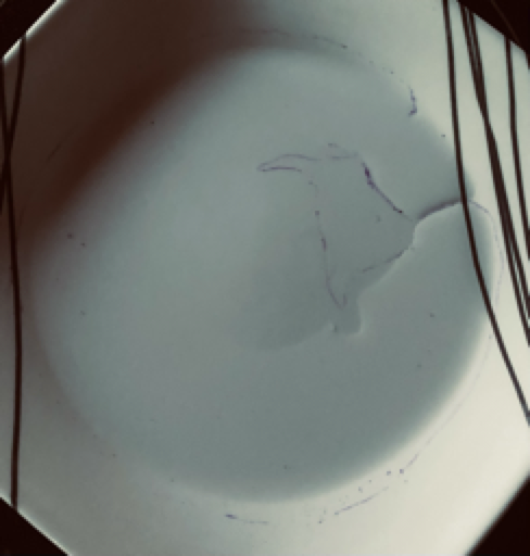 Plate with water and two marks