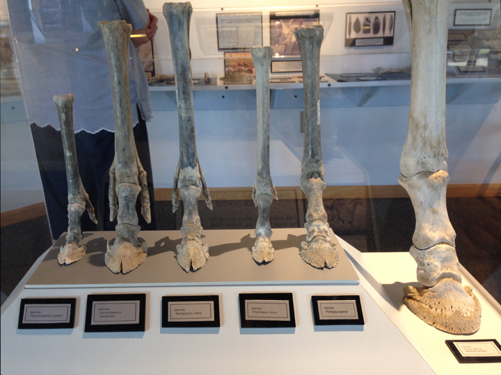 Horses over the ages