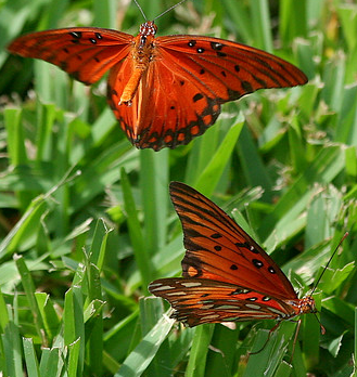 Male & female butterfly